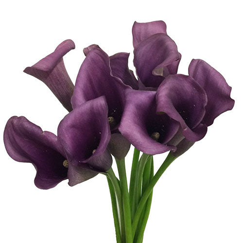 Mini Calla Lily - Purple