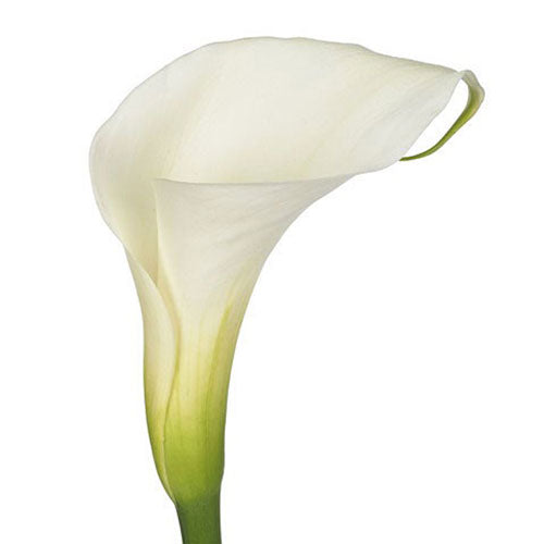 Calla Lily - Lily - Premium White