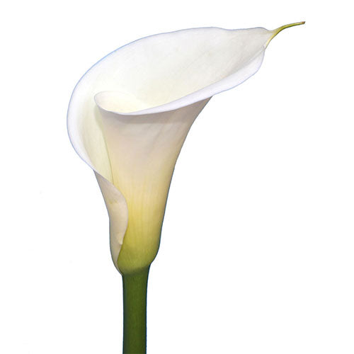 Mini Calla Lily - White