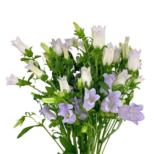 Campanula - Lavender