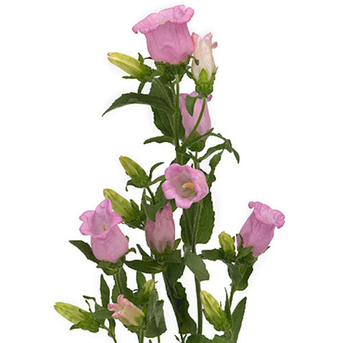 Campanula - Pink