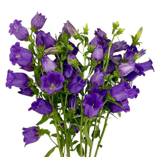 Campanula - Purple