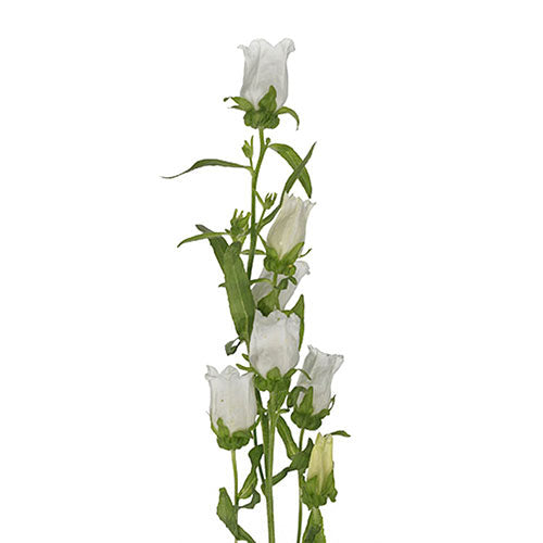 Campanula - White