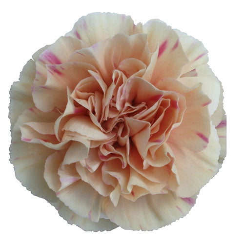 Carnation - Peach Apple Tea