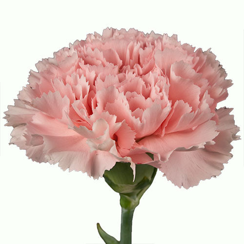 Carnation - Blush