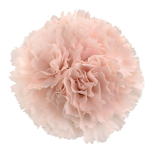 Carnation - Blush Pink Champ (Brut)