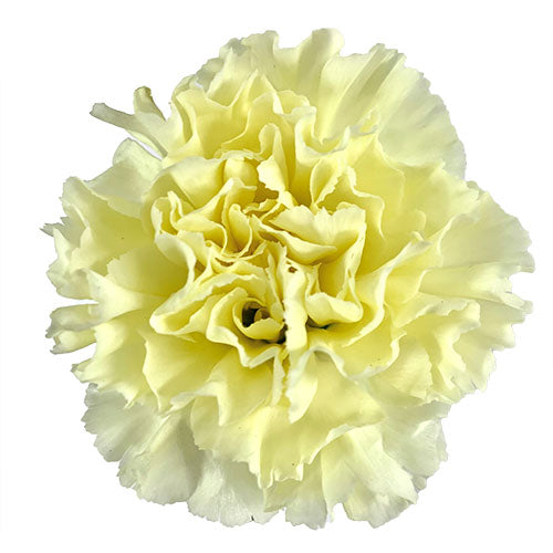 Carnation - Cream
