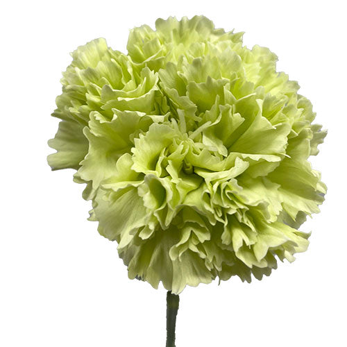 Carnation - Green