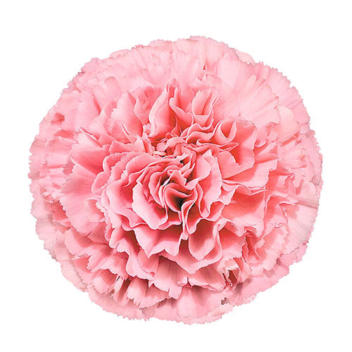 Carnation - Light Pink - Kaori Fancy