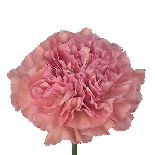 Carnation - Lege Pink