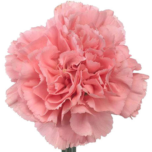Carnation - Light Pink