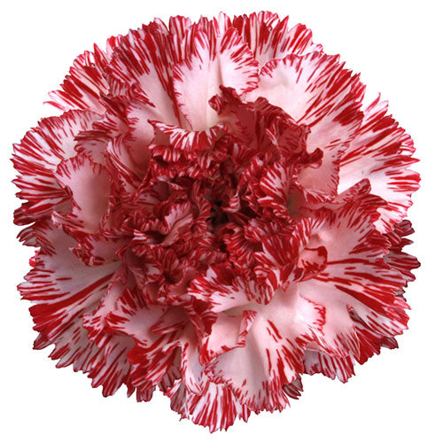 Carnation - Peppermint