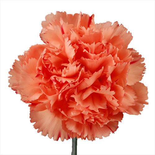 Carnation - Orange