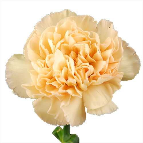 Carnation - Peach