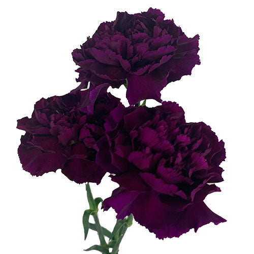 Carnation - Purple