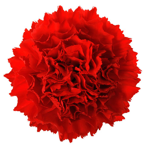 Carnation - Red