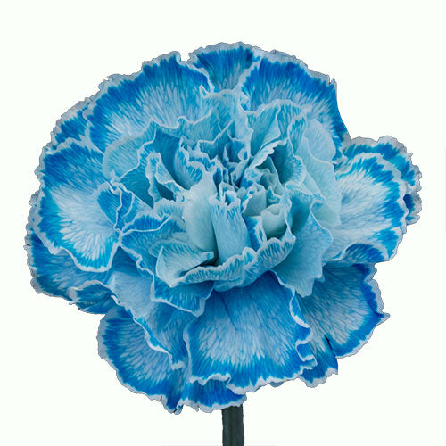 Carnation - Tinted Blue