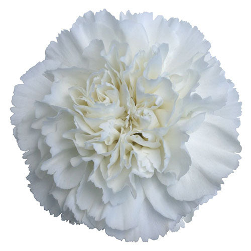 Carnation - White
