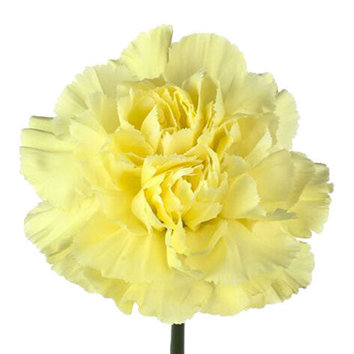 Carnation - Yellow