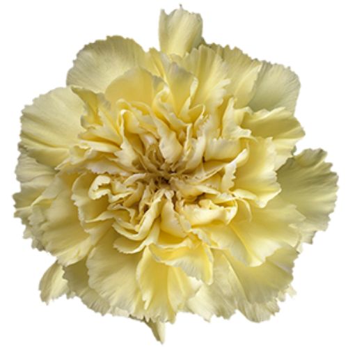 Carnation - Light Yellow