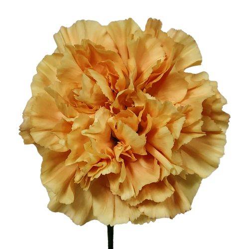 Carnation - Gold