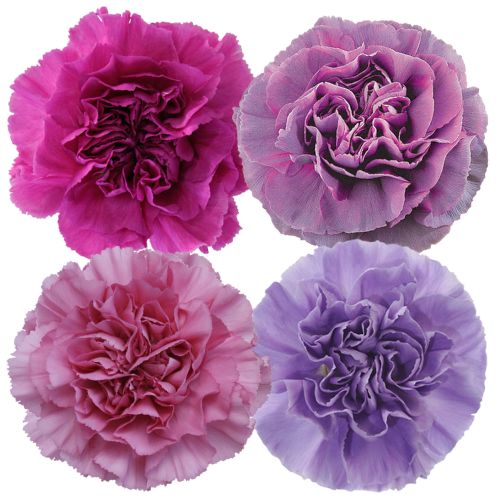 Carnation - Lavender