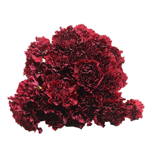 Carnation - Burgundy