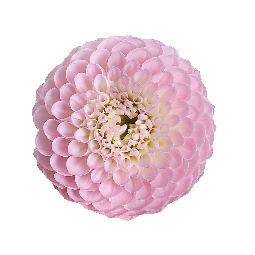 Dahlia - Wizard Of Oz Pink