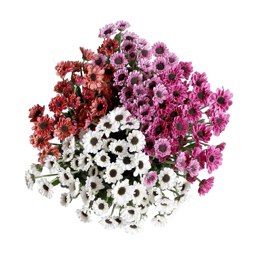 Pompon Novelty - Micro Assorted