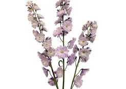 Delphinium