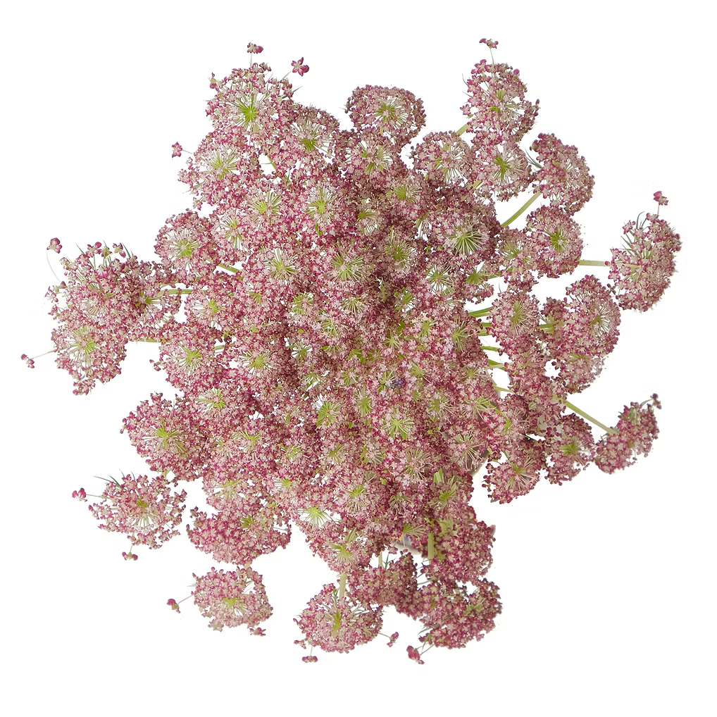 Queen Anne's Lace