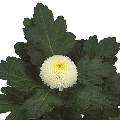 Mum Disbud Ball- White ( 5 stems) - Default Title