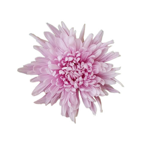 Disbud Mum - Lavender