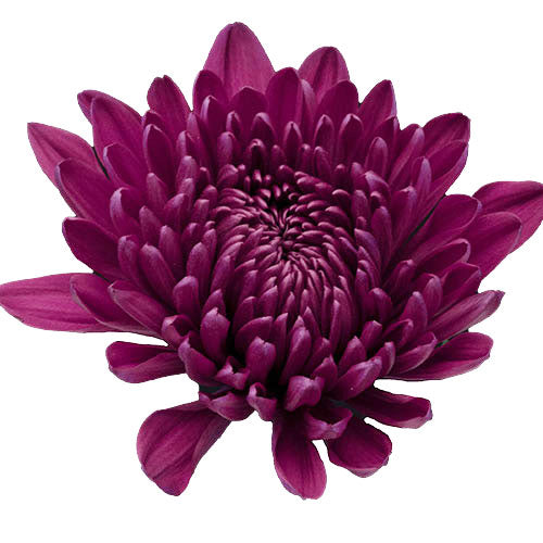 Disbud Mum - Mum - Purple