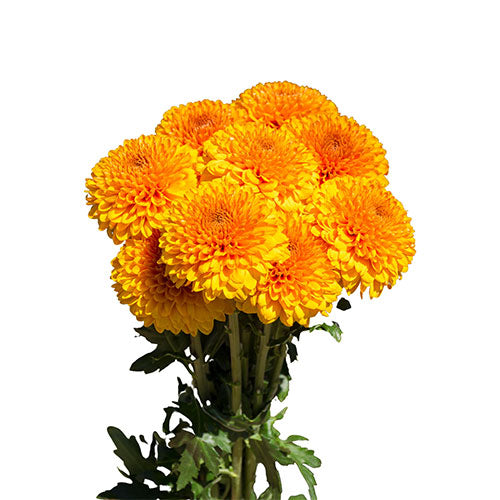 Disbud Mum