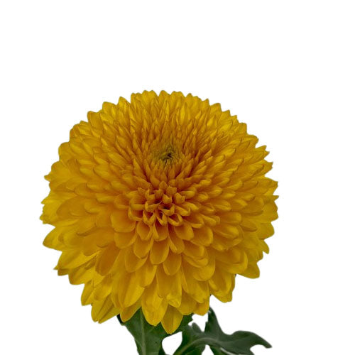 Disbud Mum - Mum - Yellow Ball