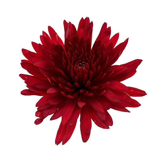 Disbud Mum - Mum - Red