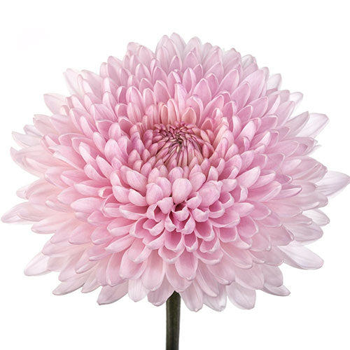 Disbud Mum - Peach - Fairytale
