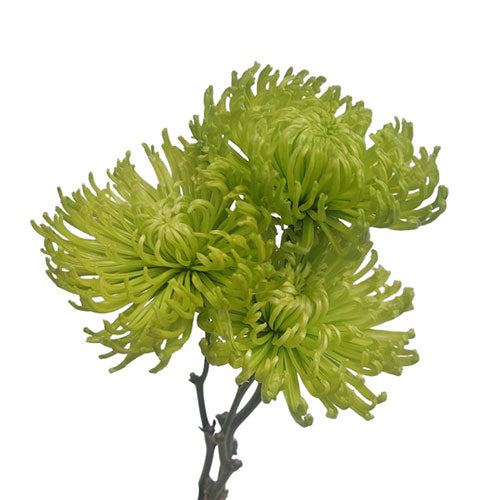 Disbud Mum - Disbud