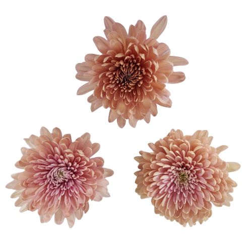 Disbud Mum - Mum - Salmon Linette