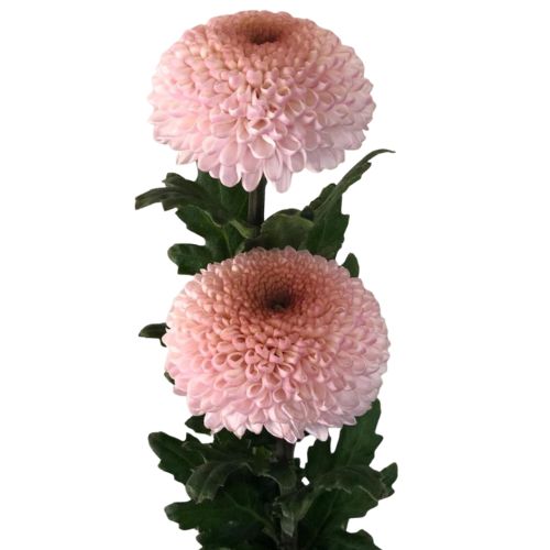 Disbud Mum - Mum - Ball Light Pink