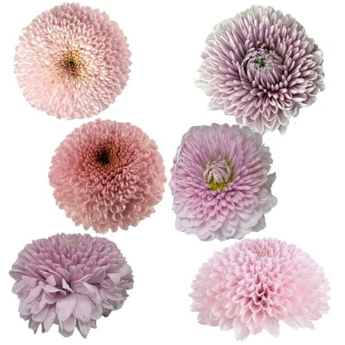 Disbud Mum - Pink - 70cm Ball Disbud