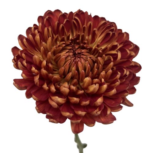 Disbud Mum - Chestnut - Red/Orange