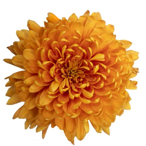 Disbud Mum - Mum - Bronze