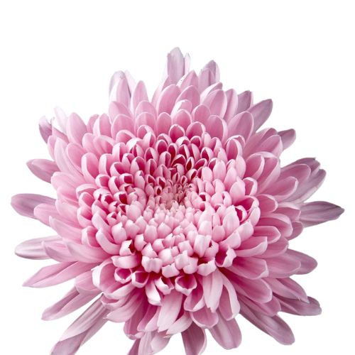 Disbud Mum - Light Pink