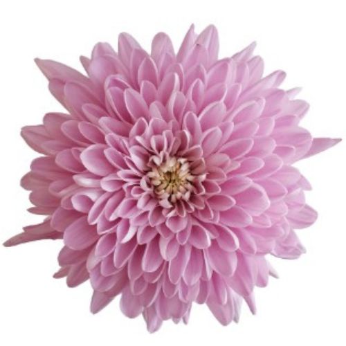 Disbud Mum - Mum - Pink