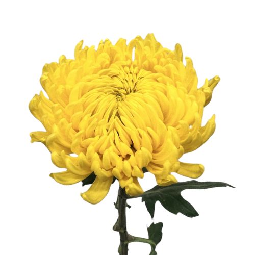 Disbud Mum - Yellow