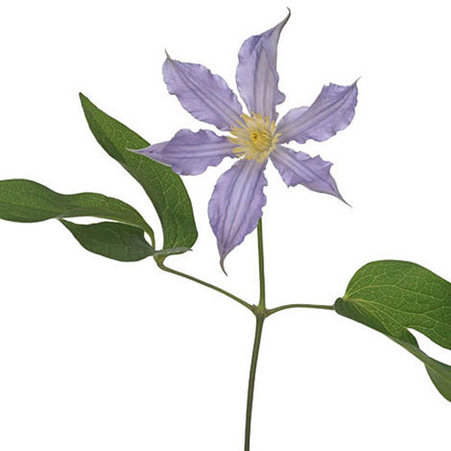 Clematis