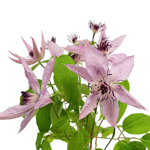 Clematis - Pink