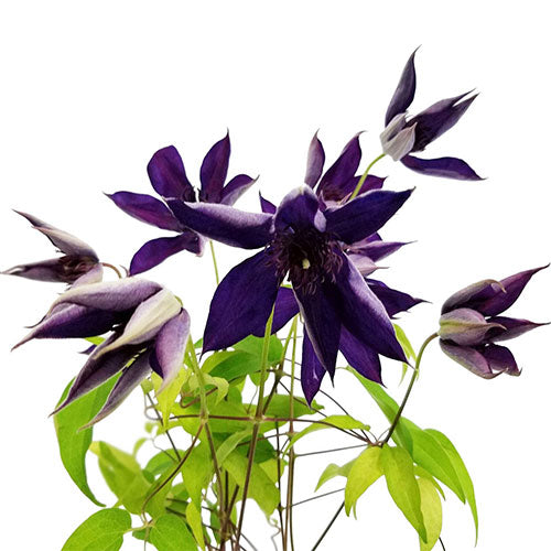 Clematis - Purple